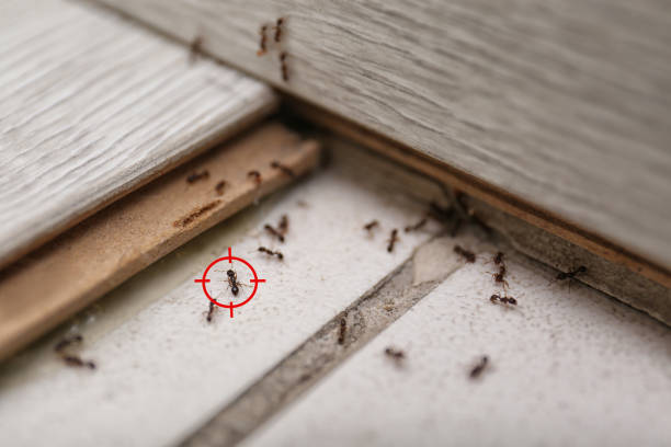 Best Mosquito Control Services  in Mount Olive, NC