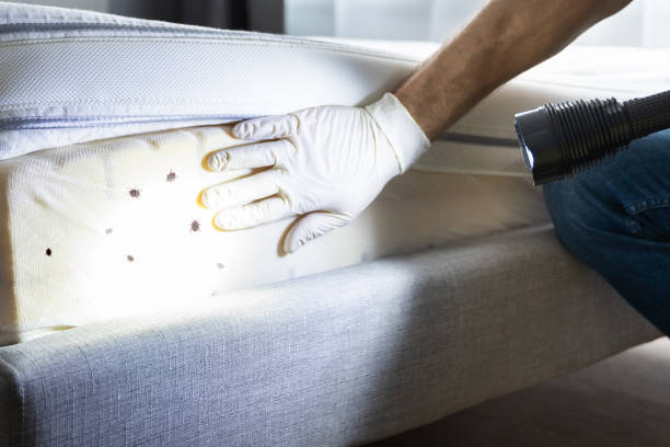 Best Emergency Pest Control  in Mount Olive, NC