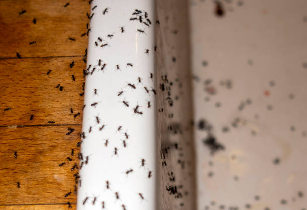 Best Insect Control  in Mount Olive, NC