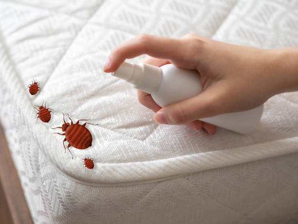 Reliable Mount Olive, NC Pest Control Solutions