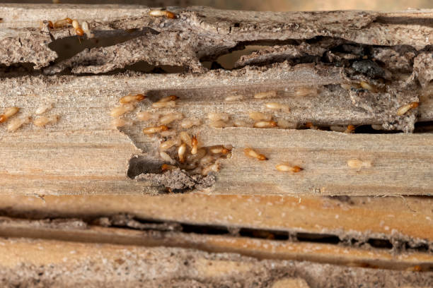  Mount Olive, NC Pest Control Pros